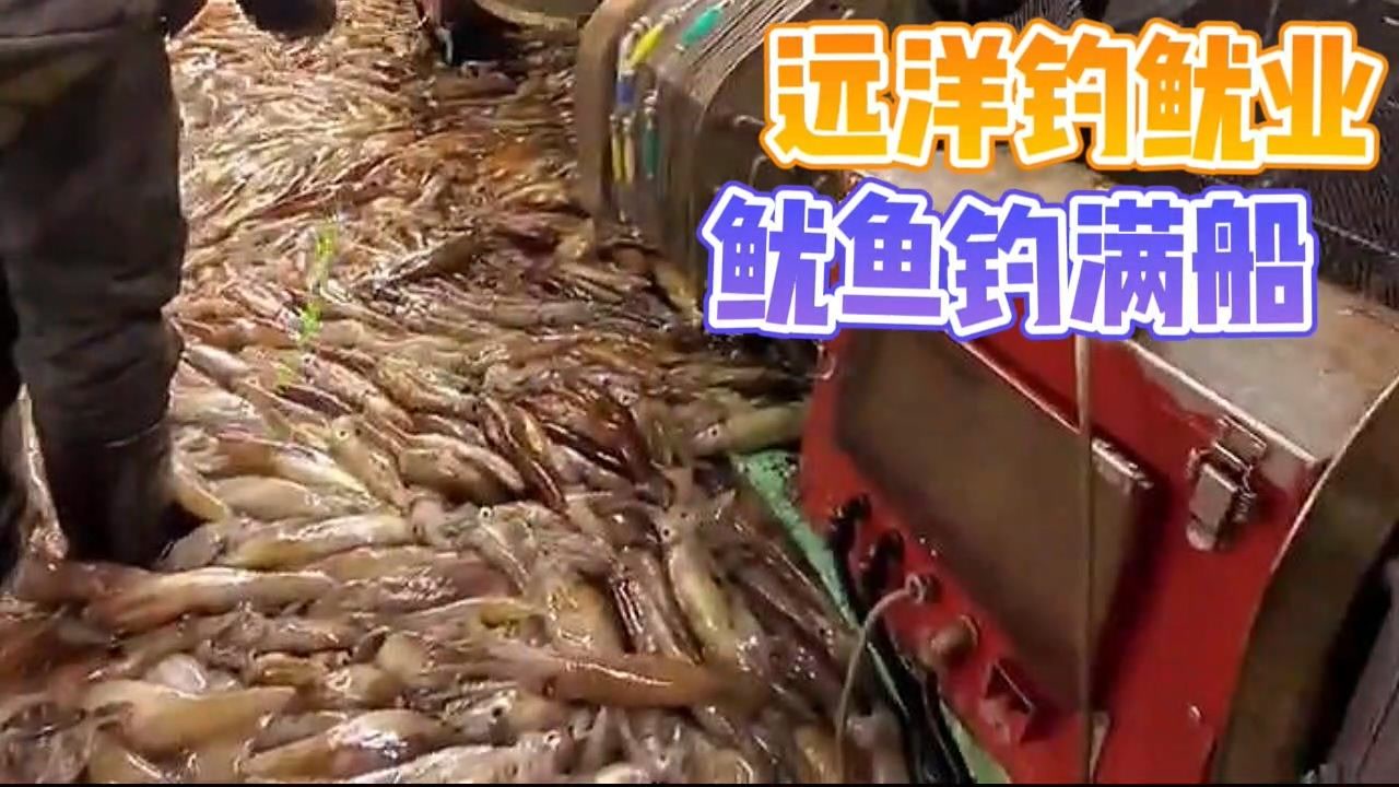 远洋钓鱿业,鱿鱼钓满船!