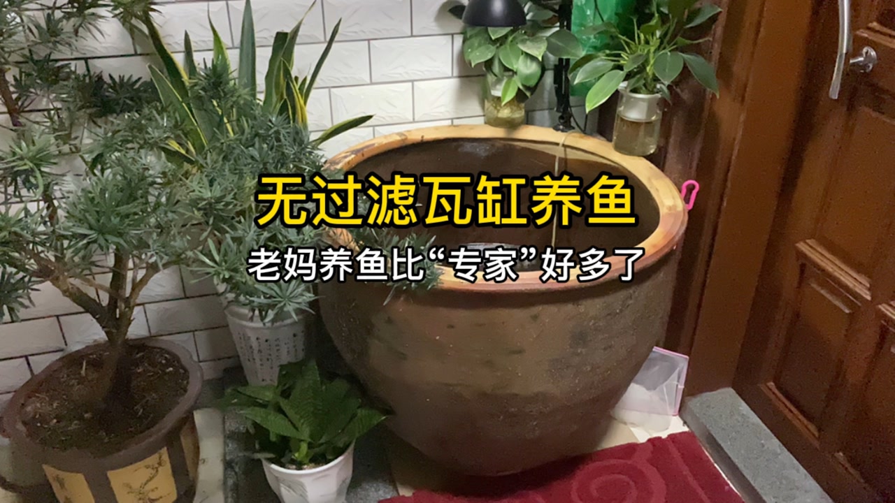 无过滤瓦缸养鱼,养鱼都是越来越简单的,大道至简