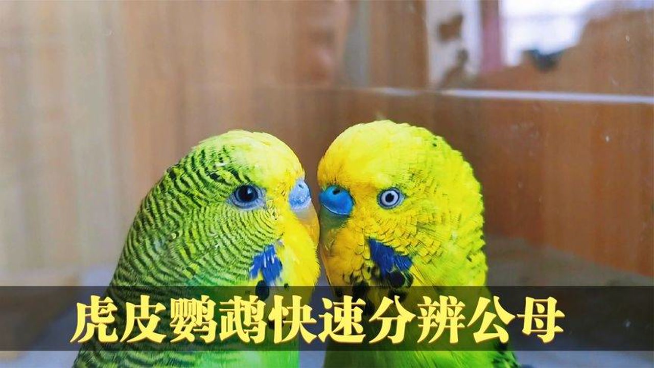 虎皮鹦鹉快速分辨公母,踩背下蛋后千万不能碰繁殖箱尤其是在晚上