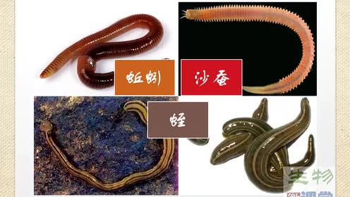 新版八年級(jí)生物上冊(cè)5.1.2 線形動(dòng)物和環(huán)節(jié)動(dòng)物