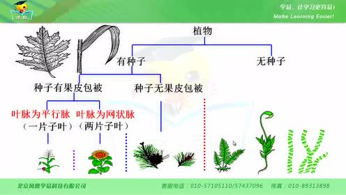 新版八年级生物上册6.1.1 尝试对生物进行分类