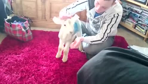 东北鞭炮恶搞视频，东北鞭炮恶搞视频大全
