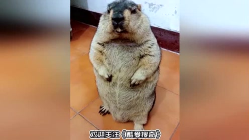 《土拔鼠》简谱_土拔鼠