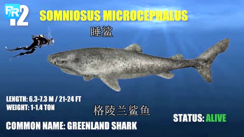 地球上最大的15种鲨鱼,巨齿鲨看到也得要逃跑