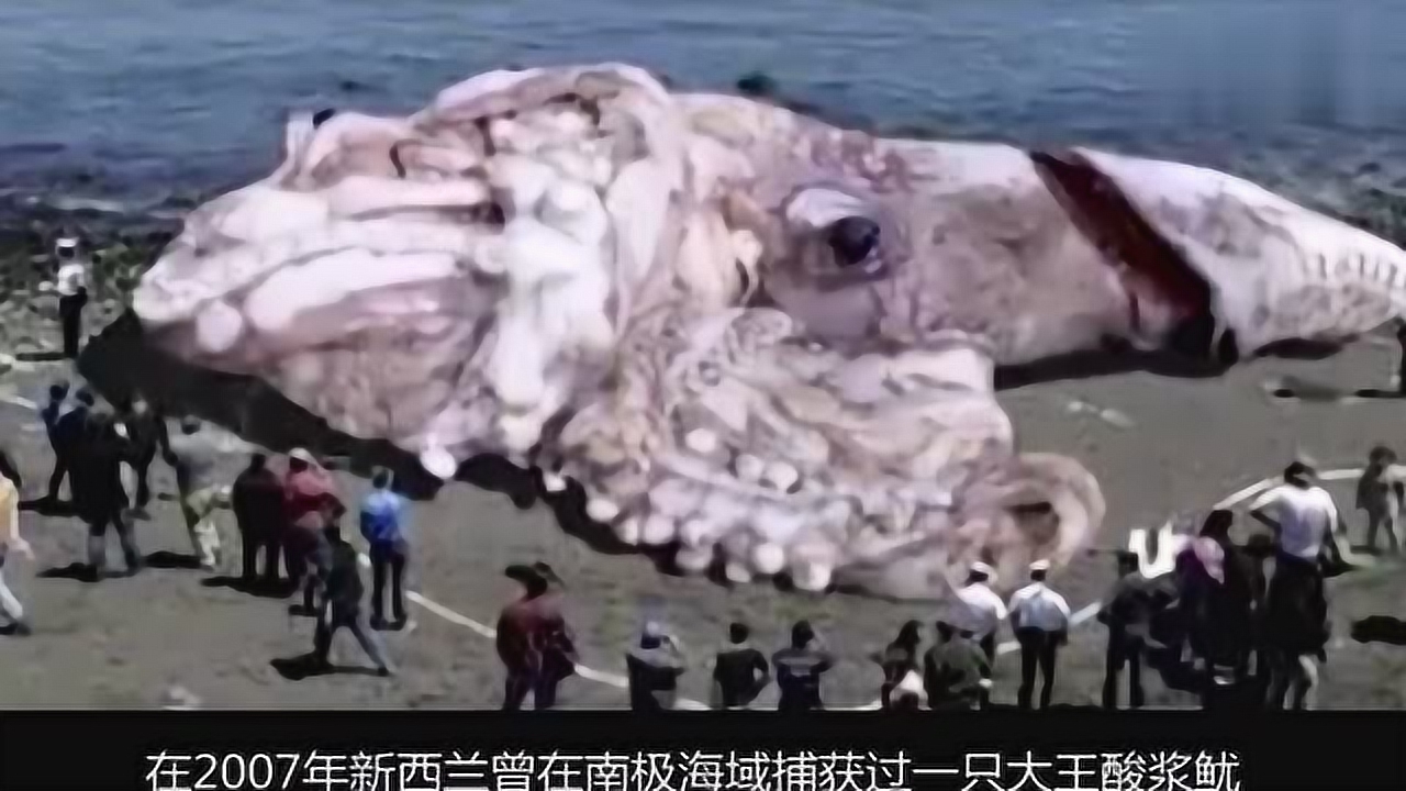 在远征南极洲期间,专家们发现世界上最大的鱿鱼,一只触须就足够吃
