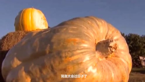 世界最重南瓜,2381斤破了纪录,比利时男子斩获1.15万欧元金奖!