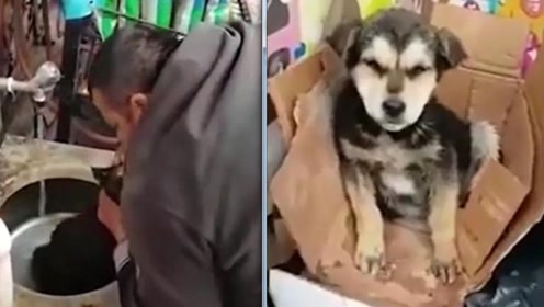 给狗人工取精 腾讯视频