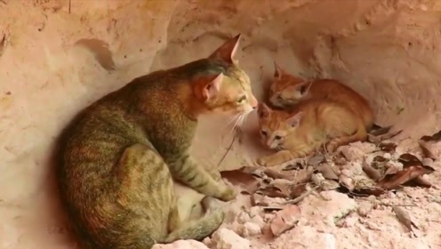 猫窝 腾讯视频