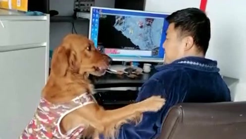 狗子太可爱了,阻止主人玩电脑让主人背着它去遛弯,像个会撒娇的孩子!