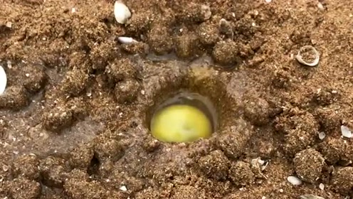 把一整颗鸡蛋放进了沙马蟹的洞里,这下看它们怎么办,这画面很喜感!
