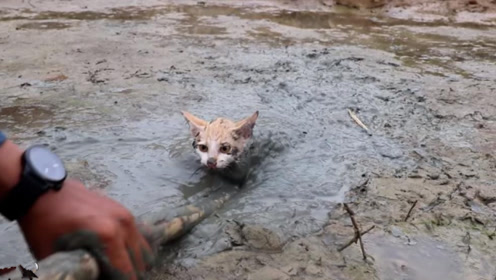 好心人收养猫咪一家,猫咪伸出小手的那一刻太令人感动了