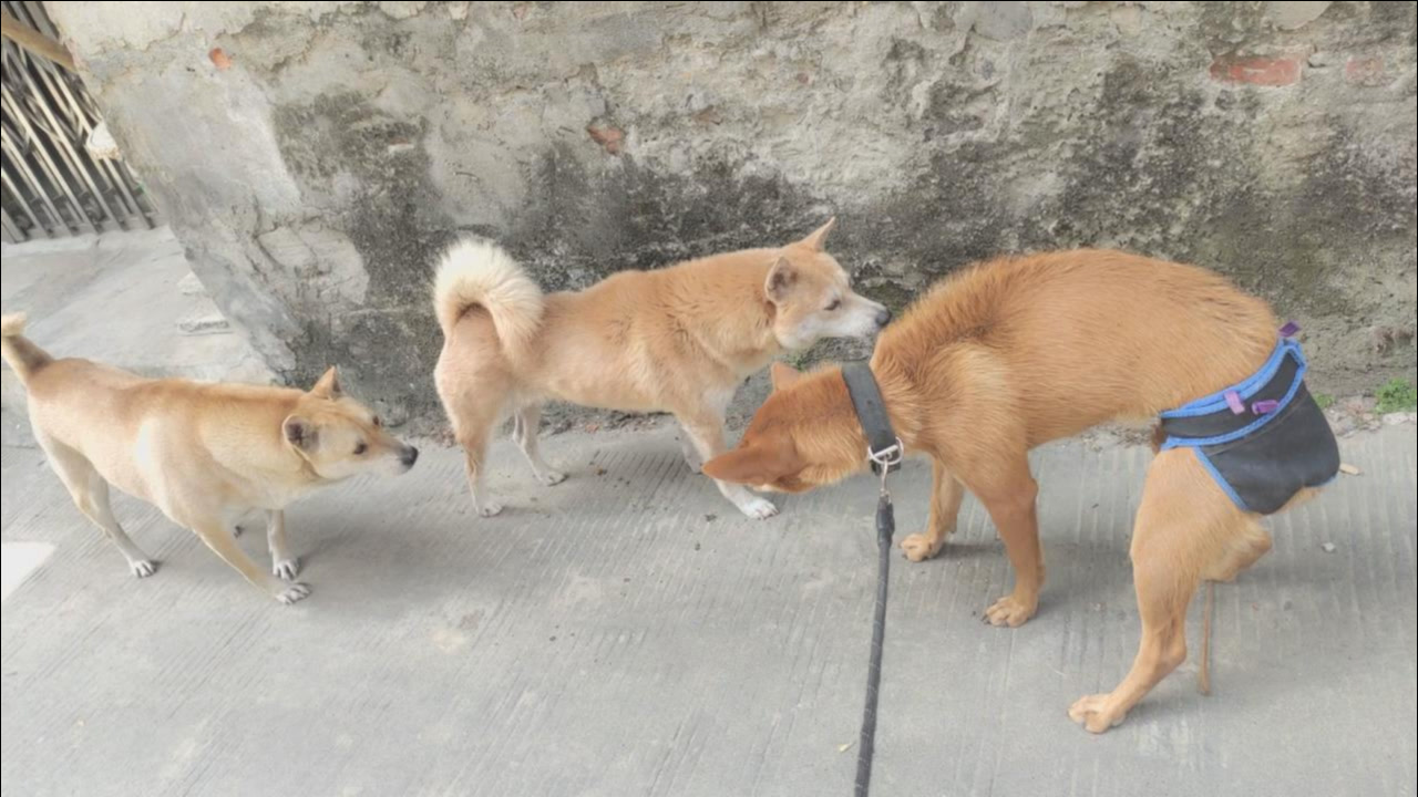 狗王死神女儿遇到2条路霸狗,满脸是疤不让路,主人却