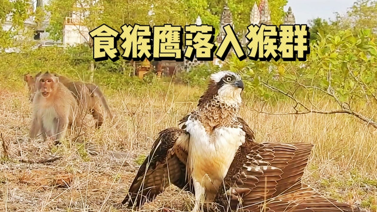 食猴鹰折翼落入猴群,惨遭群猴疯狂报复,它怕不是吓傻了
