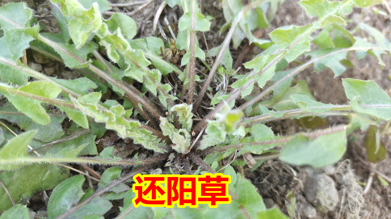 农村常见的黄鹌菜,别名"还阳草,你知道它的价值吗?