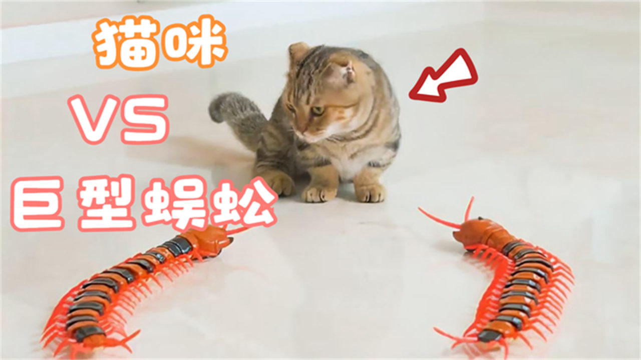 猫咪遇上"巨型蜈蚣",搞笑的一幕发生了,接下来忍住