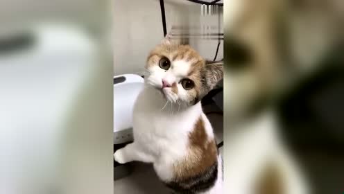 猫咪太胖了,主人想让它减减肥 喵喵:再吃一口