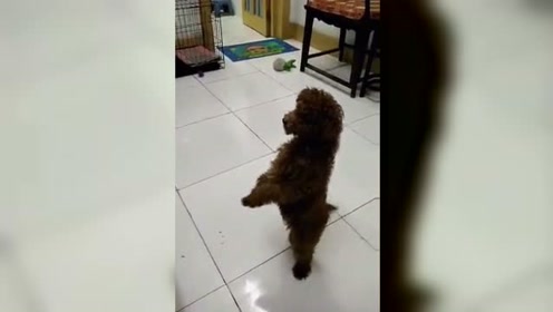 小狗被恶搞视频，小狗被恶搞视频大全