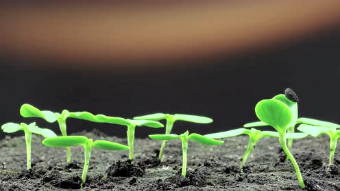 三年级科学下册1 植物的生长变化