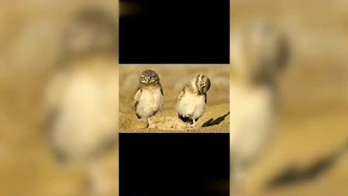 什么飞眉舞成语_成语故事图片