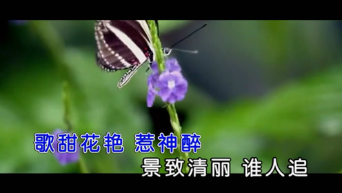 王爱华 蝴蝶飞 蝶舞花海心不悔 今世情缘永相随 腾讯视频