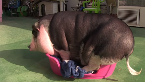 世界上最胖的迷你猪:胖成圆筒,主人想哭了!