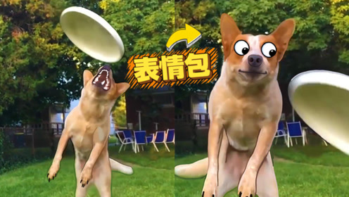 超搞笑动物,个个都是表情包!