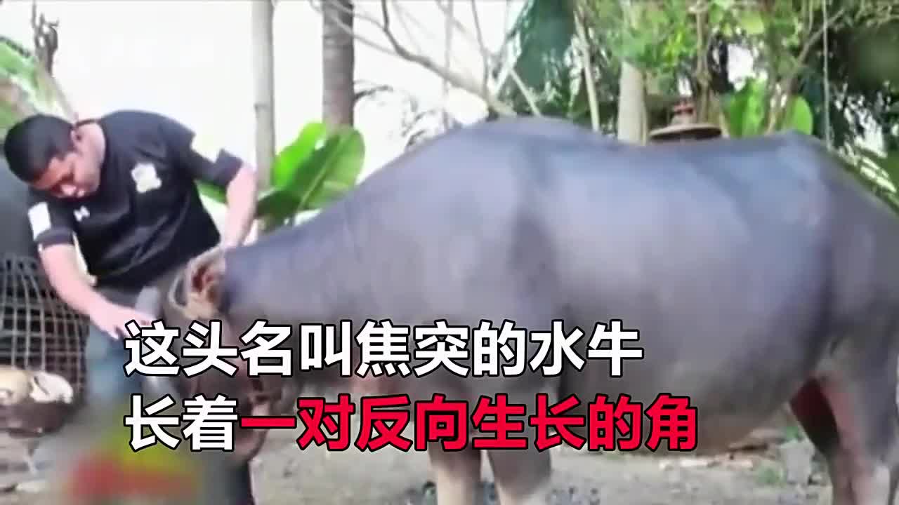 水牛犄角长反了变围脖 人气太旺合影得排队