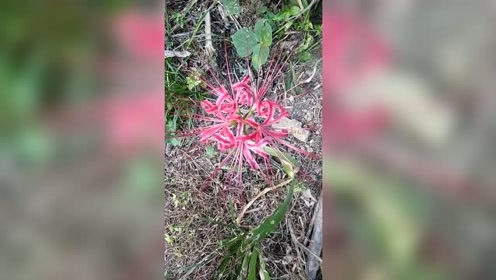 彼岸花曼珠沙华 腾讯视频