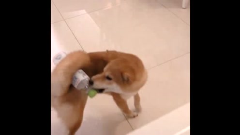 那个魔性的"肌肉柴犬"系列又更新了,这狗帅得过分了吧