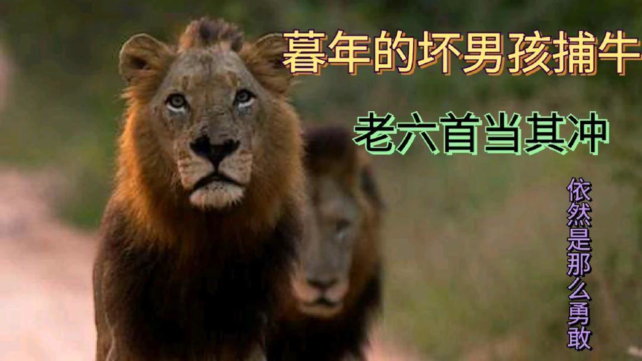 坏男孩联盟捕牛,老六t先生还是第一个冲锋,老恩在旁协助!