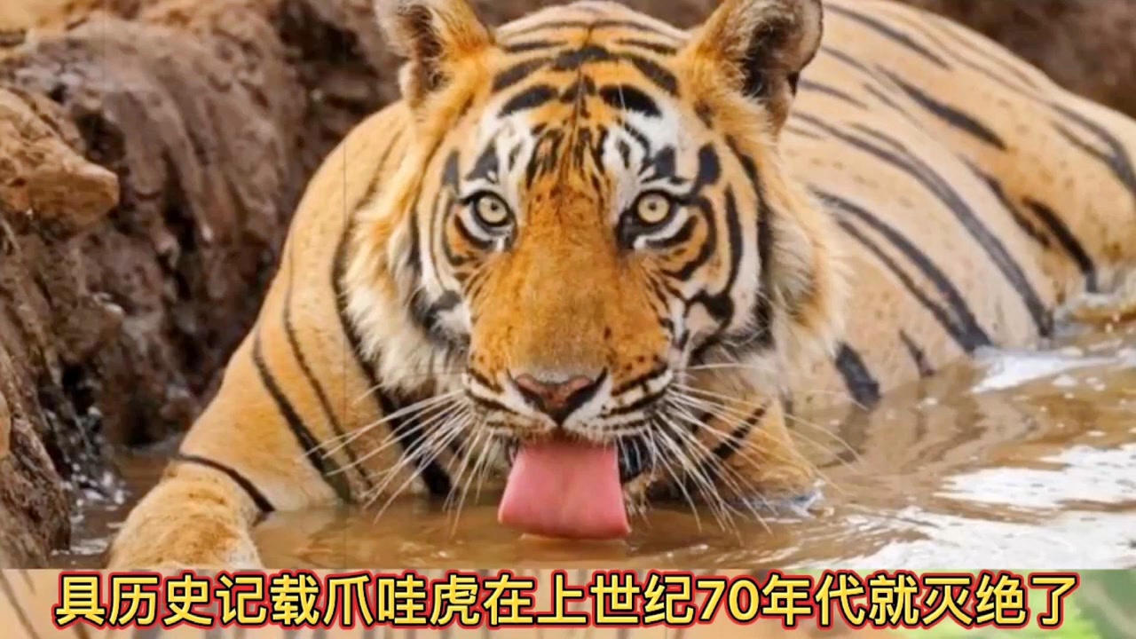 上世纪七十年代,科莫多巨蜥的天敌爪哇虎真的灭绝了吗?