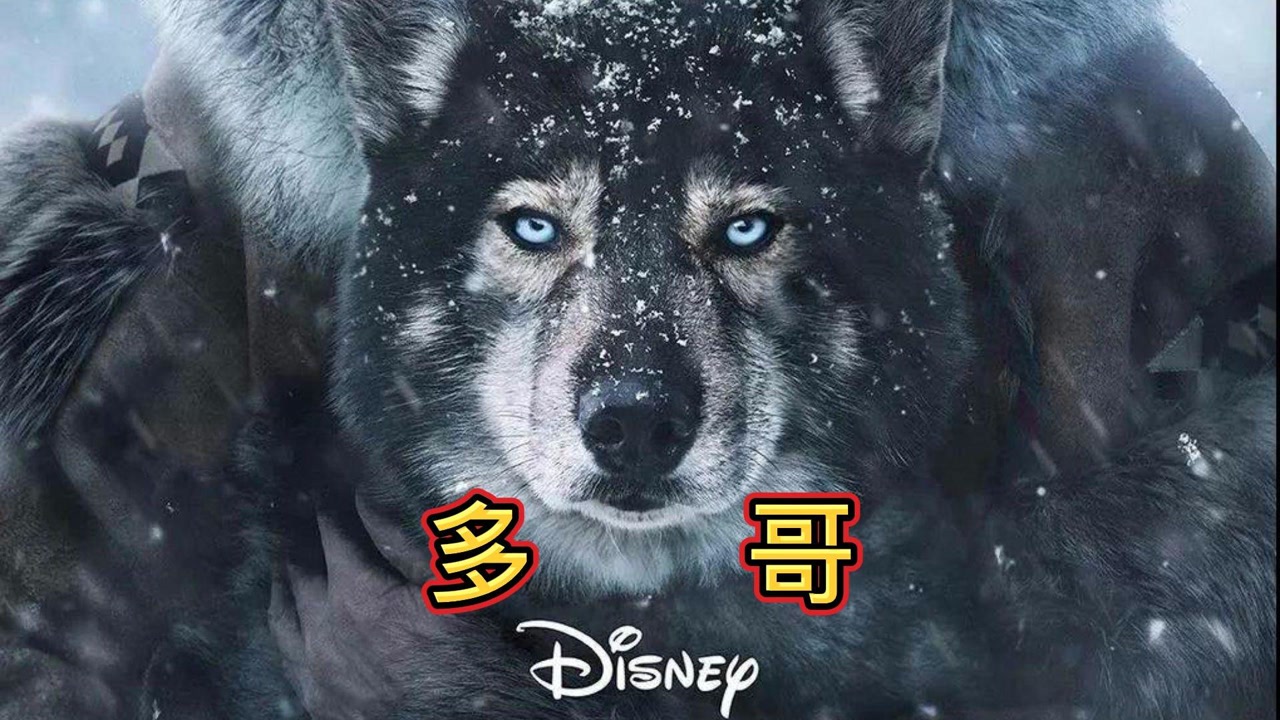 史上最催泪雪橇犬《多哥》,穿越千里只为拯救人类,太