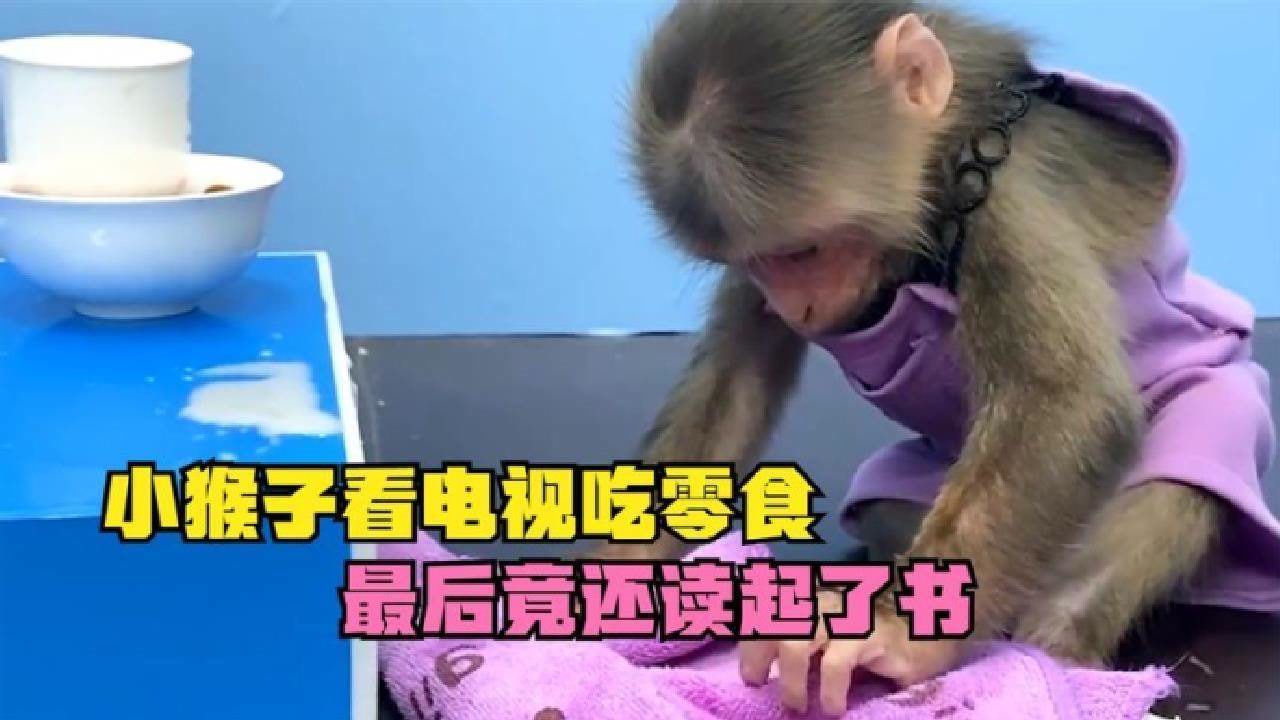 小猴子看电视吃零食,弄脏衣服知道洗,最后竟还读起了书