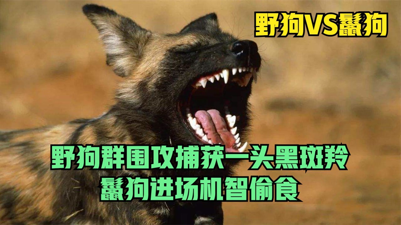 200ԪĲ豭_һֻ300Ԫ豭ͼƬ_豭50Ԫ