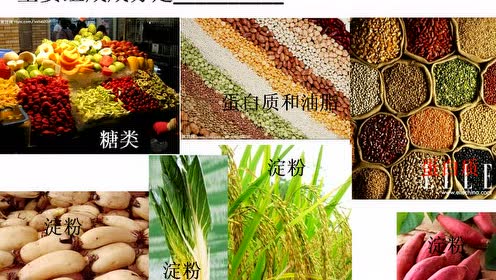 苏科版七年级生物上册第2单元 生物从环境中获取物质和能量第5章 有机物的生产者—绿色植物