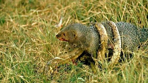 上龙上蛇猜成语_看图猜成语(2)