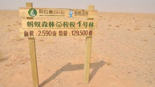 你了解"鲸鱼森林"?知道一下大蚂蚁雕像图片
