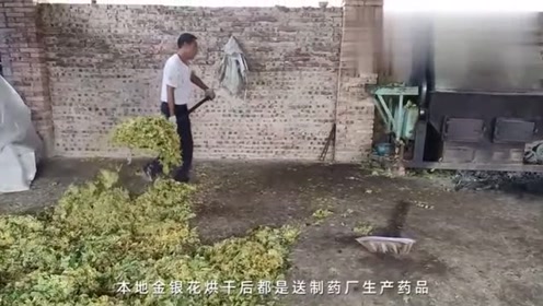 狗头军师人口_狗头军师图片