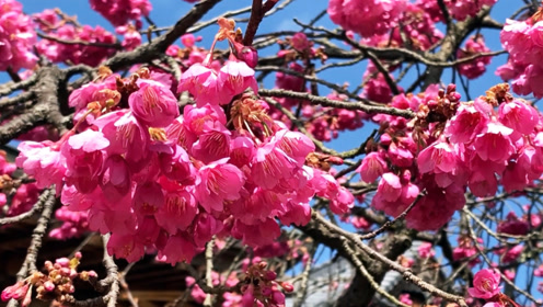 最美樱花风景观赏,樱花盛开美景欣赏