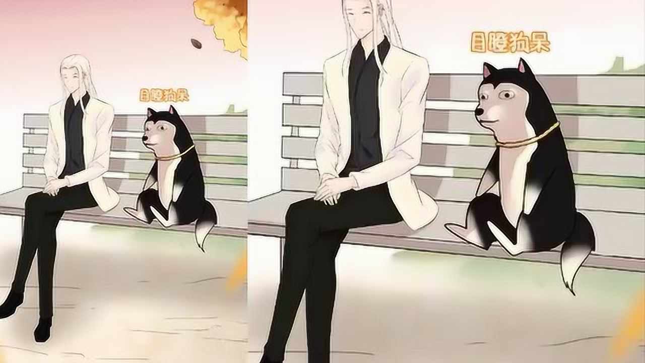 猫总白一航:我为了你连进口狗粮都吃不下,而你却喜欢上了别人!