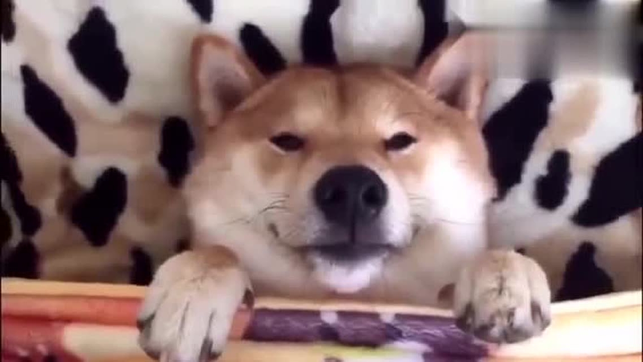 柴犬的日常起床之请再给我5分钟,看这搞怪的小表情