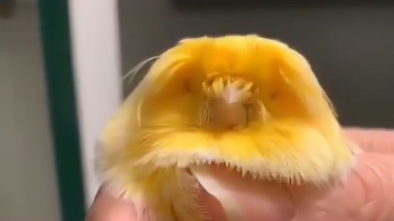 猫头鹰中的黄玉鸟,叫起来的时候好像机关枪,养一只就够了多了受不了!