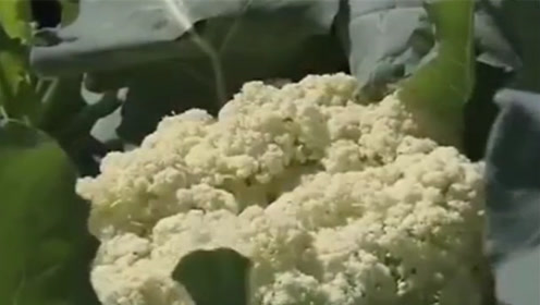 绿花椰菜 腾讯视频