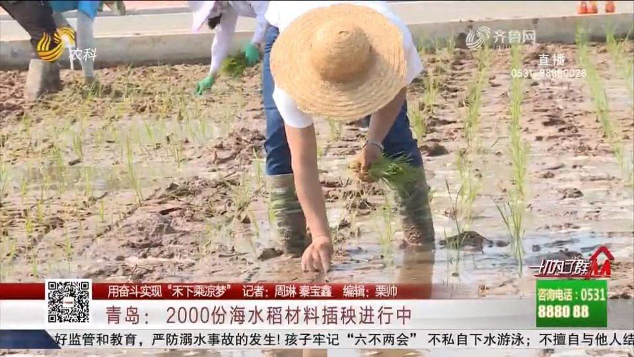 又是一年插秧时!优质耐盐,青岛2000份海水稻材料在试验田试种