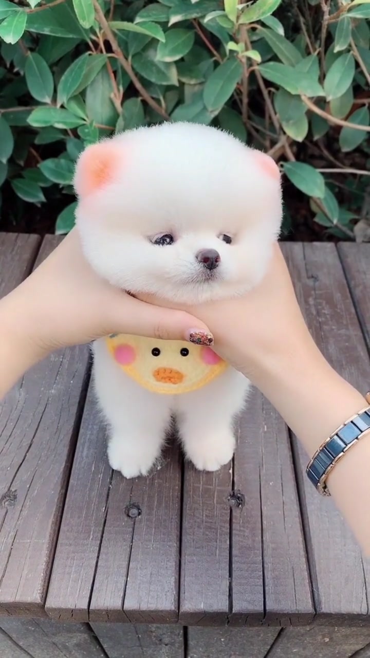 可爱萌宠狗狗