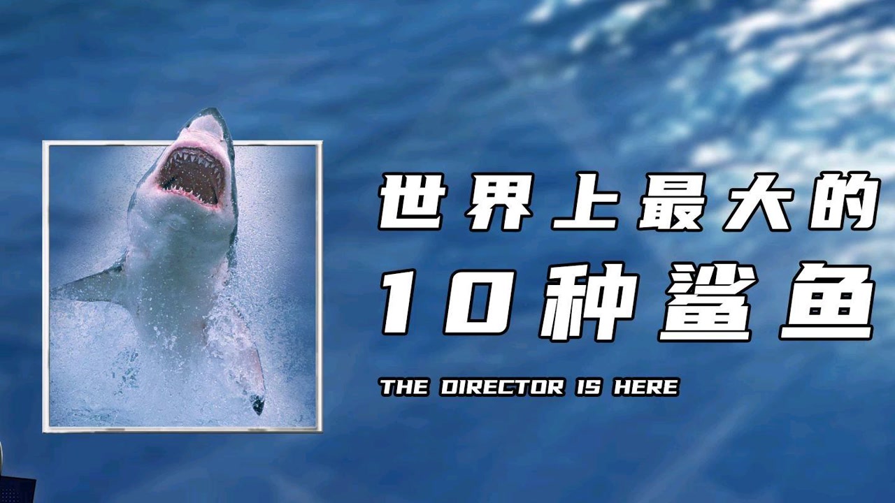 世界上最大的10种鲨鱼,你知道几个?