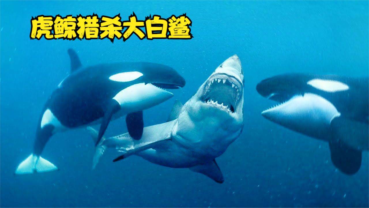 以大白鲨为食的海中霸主-虎鲸