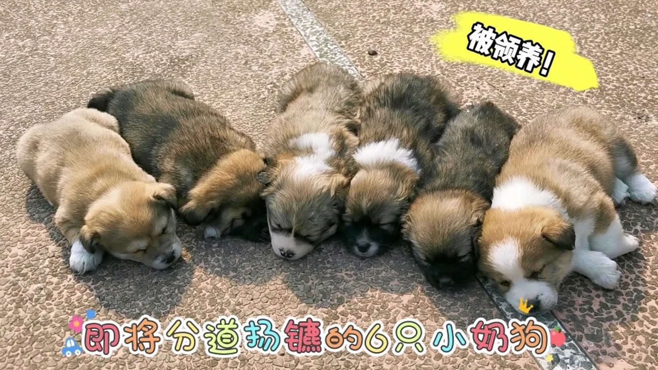 6只满月的小奶狗,即将被好心人领养,临走前最后再聚聚吧