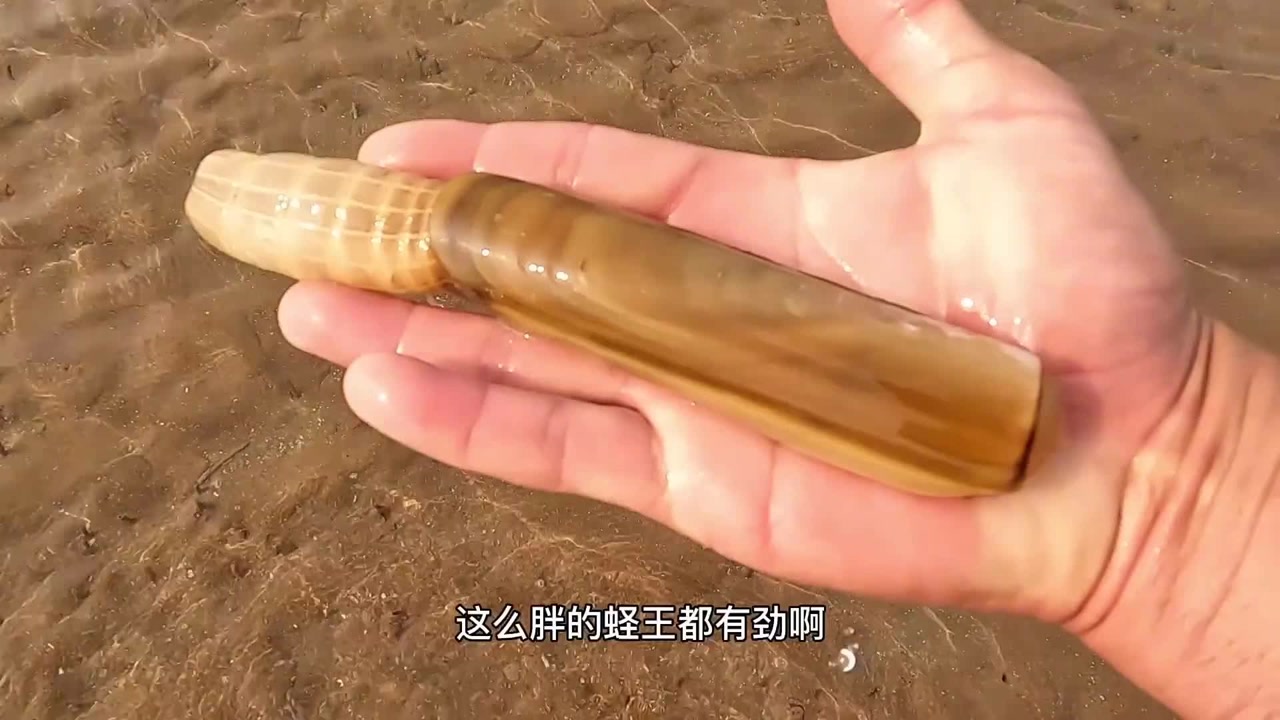 赶海发现大蛏子会吐水的呼吸孔