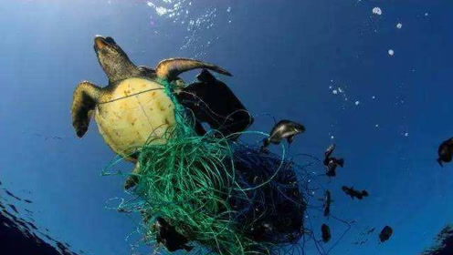 海洋生物被塑料垃圾缠绕致死